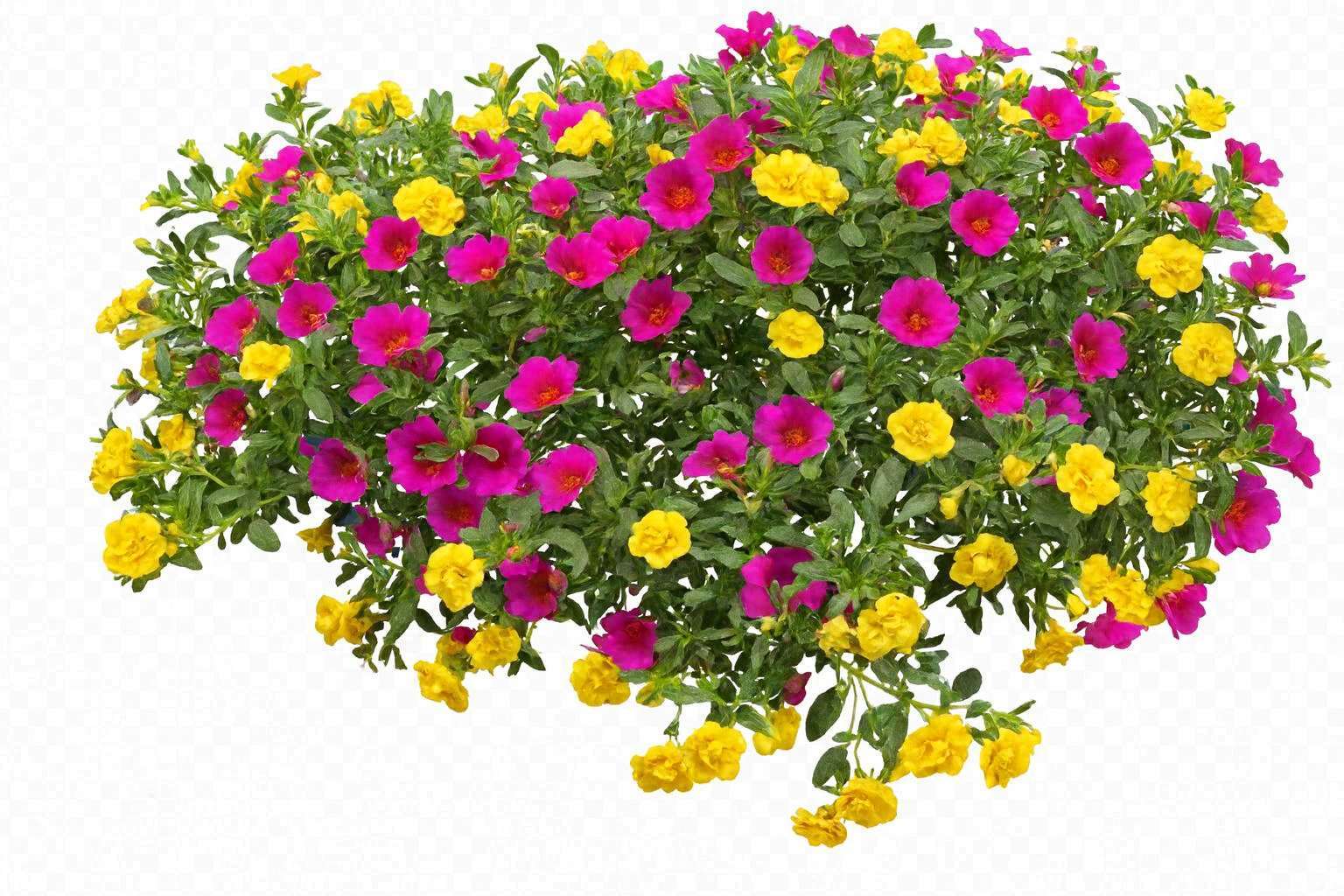 Jardim Florido